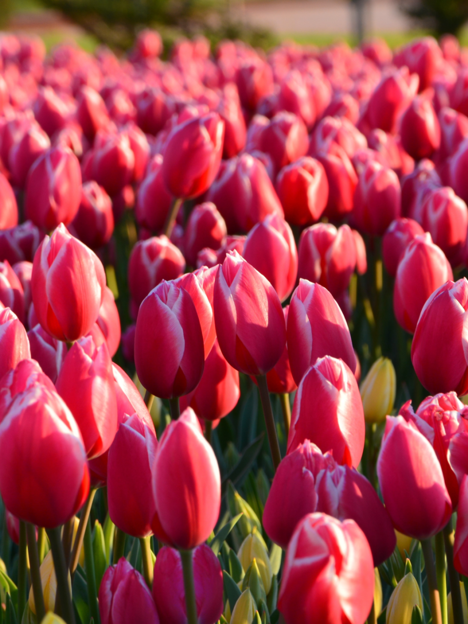 Tulip Festival Package Image 4