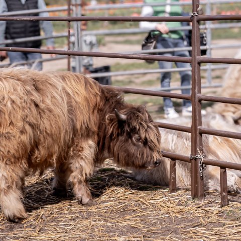 a brown cow standing in a fenced in area
