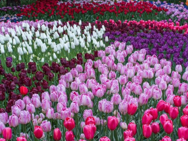 a close up of a flower garden