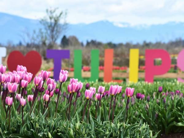 a close up of a flower garden