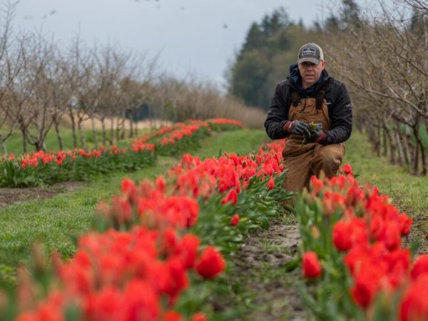 a person in a green field with trees in the background
