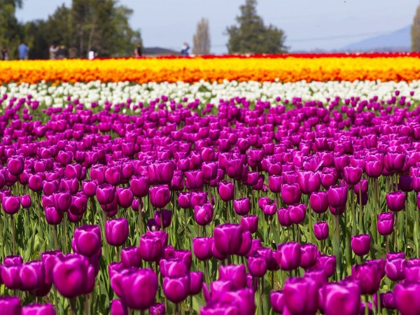 a bunch of purple flowers