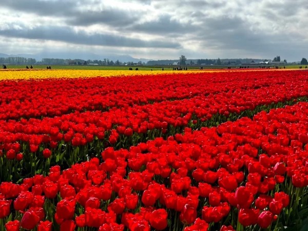 a large green field with trees in the background with Hitachi Seaside Park in the background