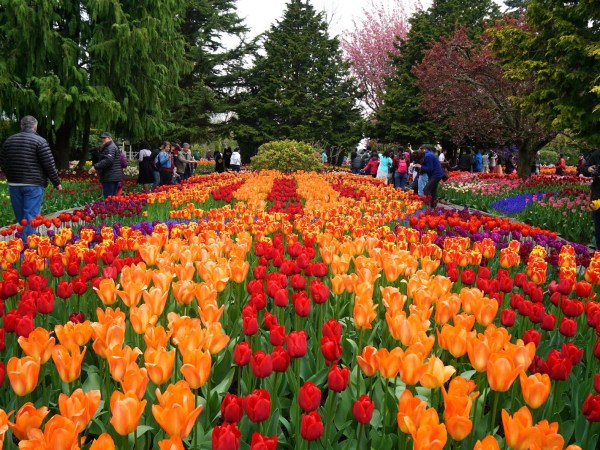 a group of colorful flowers