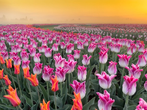 a close up of a flower