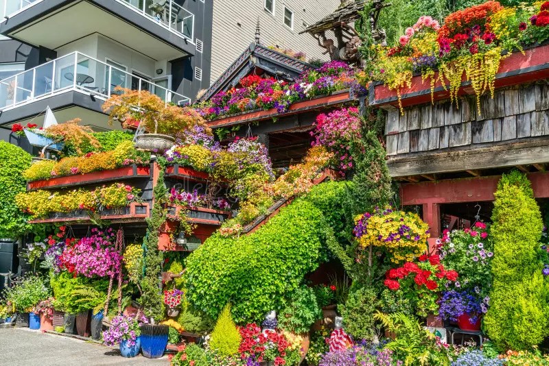 Colorful flowers and greenery covering a building, contrasting with modern apartment nearby.