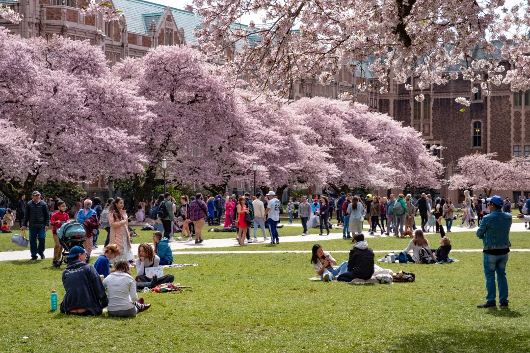 People enjoying a park under cherry blossom trees on a sunny day.